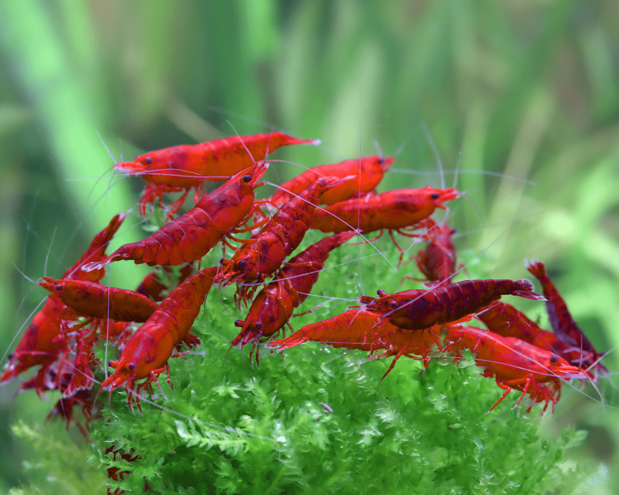 Bloody Mary Shrimp and Christmas Moss Care